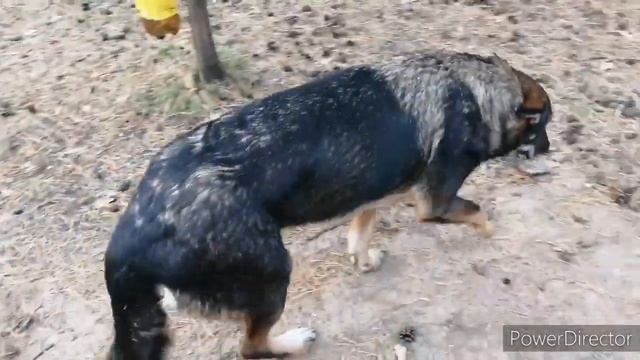 Обработка от клещей и угощения для Найды. Treatment from ticks and treats for Nayda смотреть онлайн