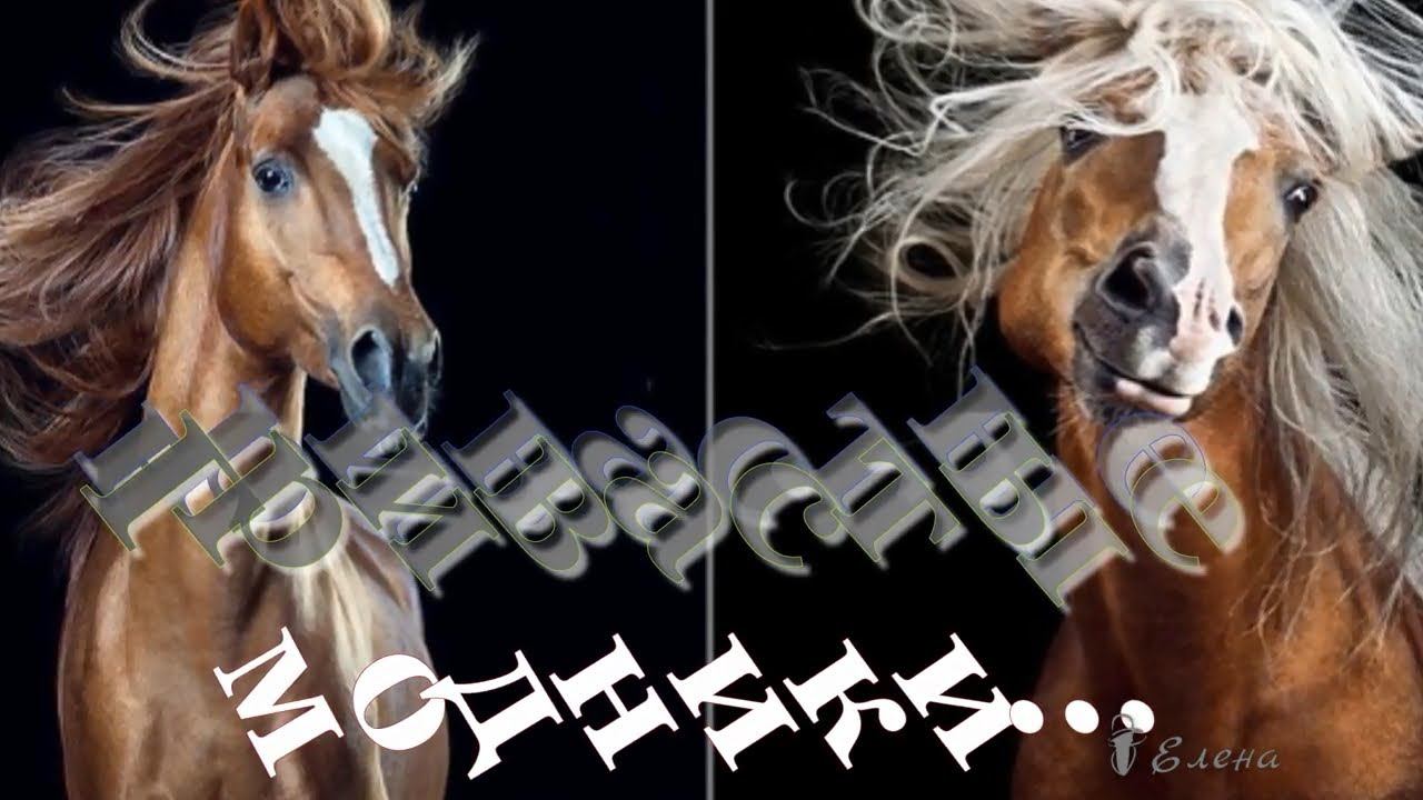 Гривастые модники * Автор фоторабот Wiebke Haas смотреть онлайн