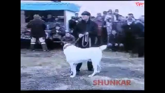 SHUNKAR  EFSANESİ ( CAO )