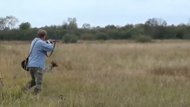 Охота на дупеля с курцхааром смотреть онлайн