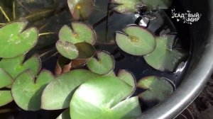 Как зимуют кувшинки Водяные лилии весной. Сайт садовый мир