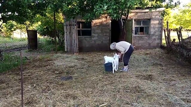 Козы. Дойка первокотки Кудряши. Козлята гуляют резвятся с мамой. смотреть онлайн