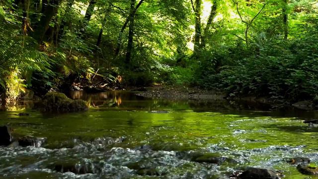 NIGHTINGALE SINGING BY THE FOREST STREAM, SOUNDS OF NATURE FOR SLEEP смотреть онлайн