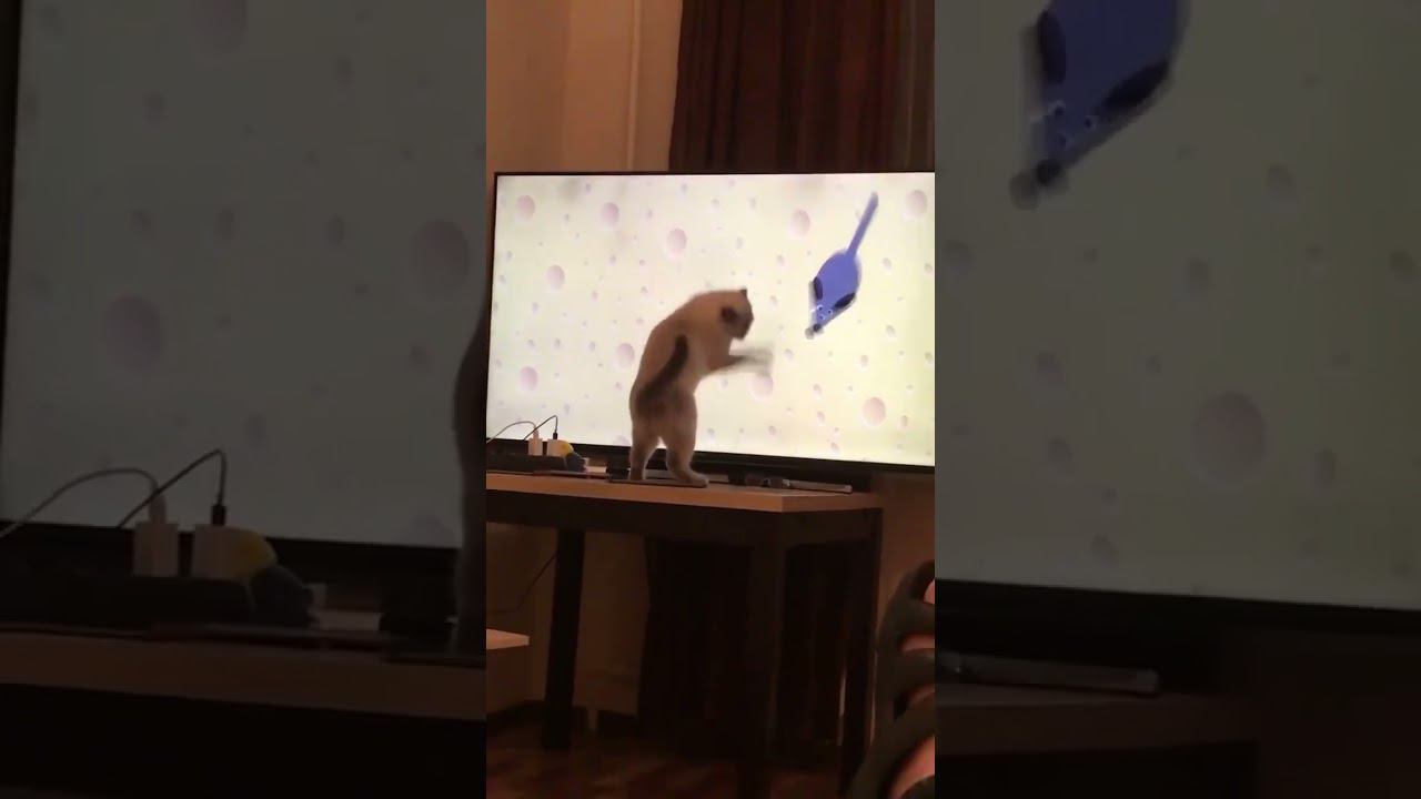 Кошка ловит мышку , но не ту …( #кошка смотреть онлайн