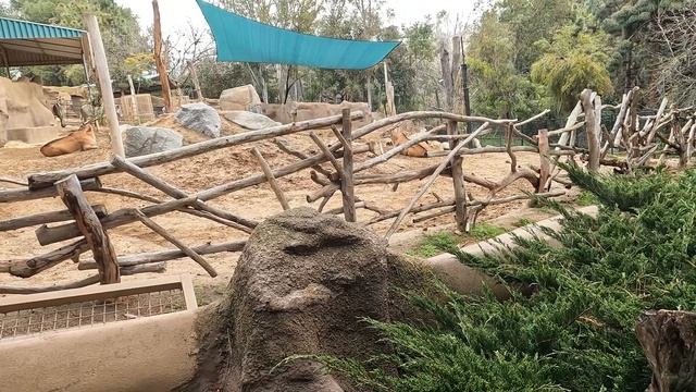 A trip to the San Diego Zoo смотреть онлайн