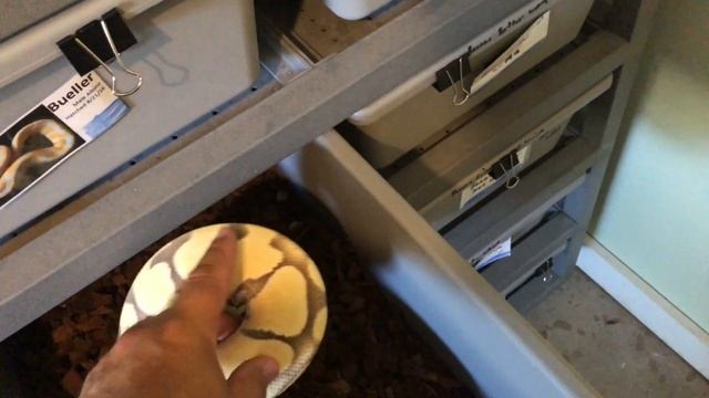 Ball Python Handling- how not to get bit смотреть онлайн