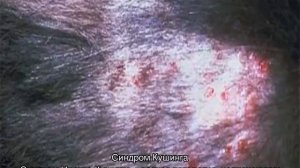 Кожные заболевания у кошек