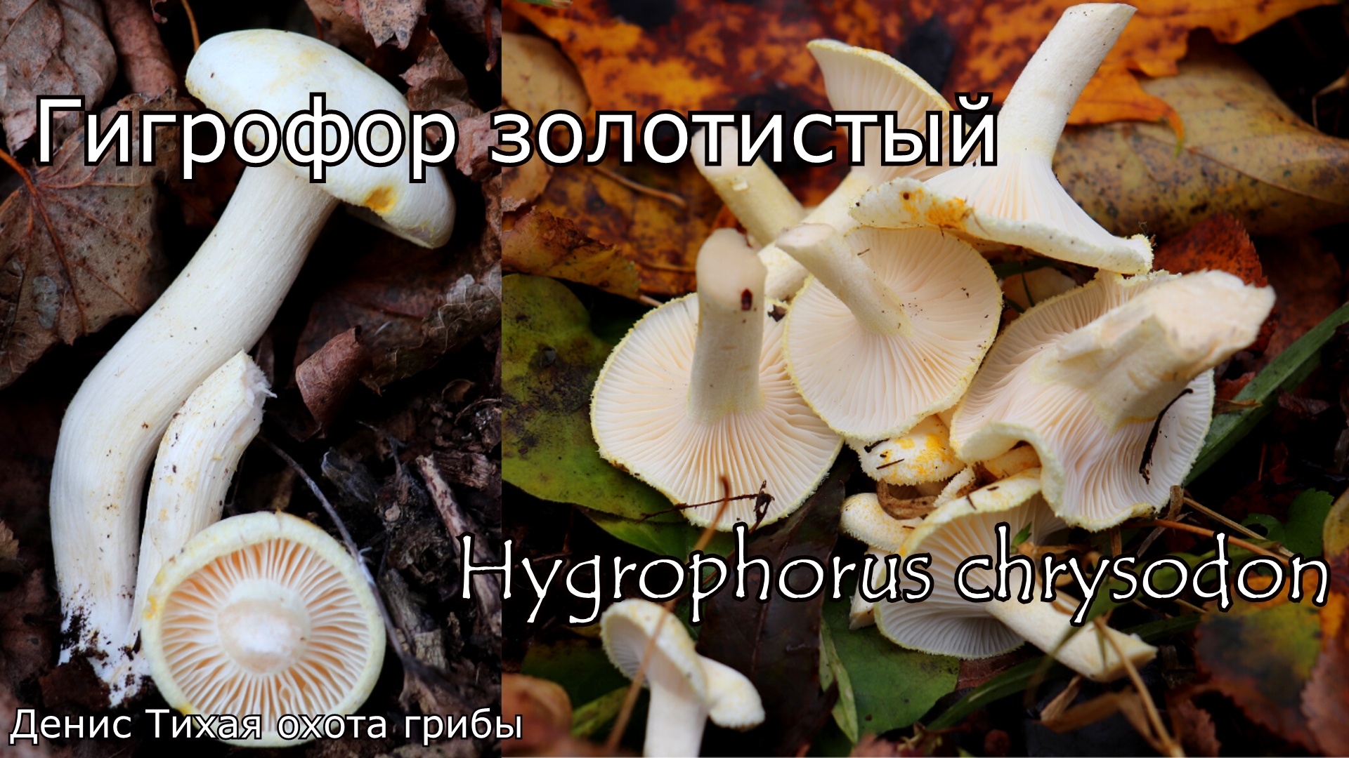 Гигрофор золотистый | Hygrophorus chrysodon смотреть онлайн