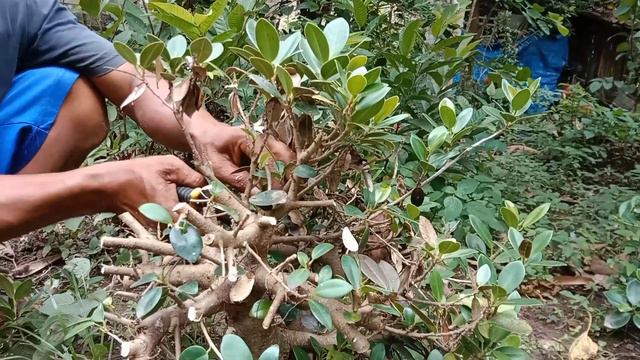 PROGRAM ULANG BONSAI BERINGIN DOLAR DI NOL KAN LAGI UNTUK HASIL YANG SEMPURNA смотреть онлайн