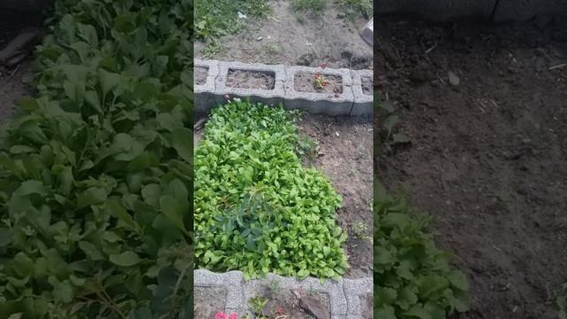 Как повысить урожаи на сухой почве и солнечном месте ? смотреть онлайн