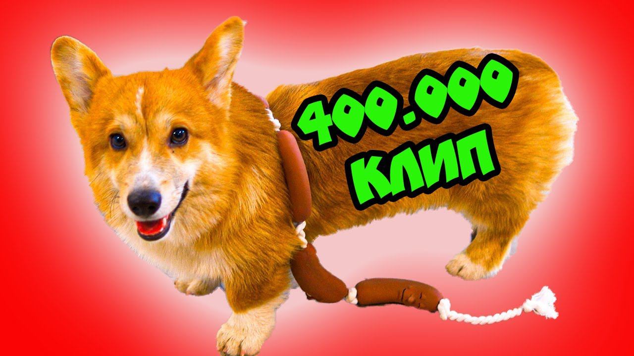 Я - НЕ ВОЛОСАТАЯ СОСИСКА!! Клип на 400К! Корги Коржик (Official music video) смотреть онлайн