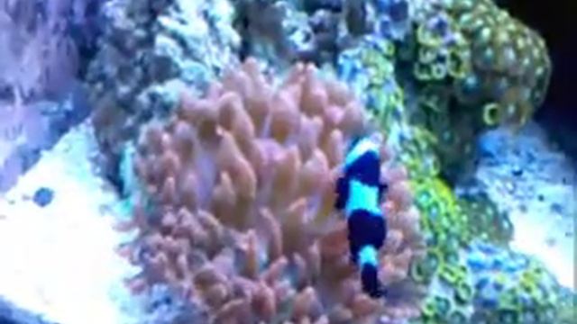 Anemona Rose смотреть онлайн