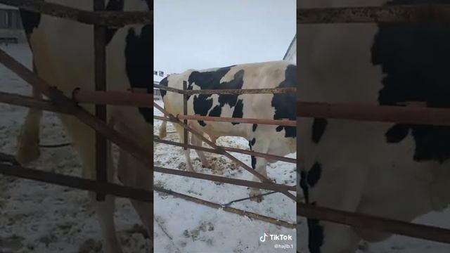 самый большой бык в мире ??? смотреть онлайн