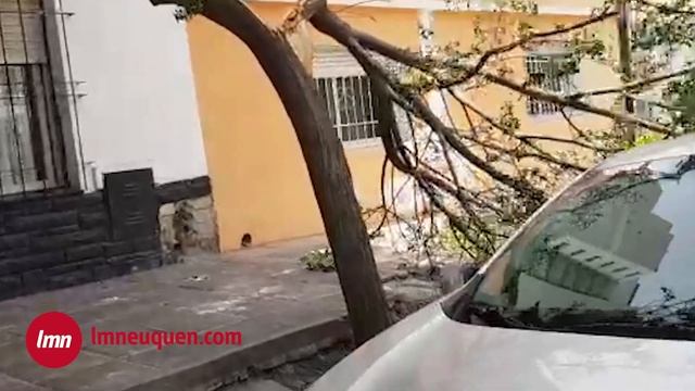 Por el viento, se desprendió la rama de un árbol y cayó sobre un auto en el centro de Neuquén. смотреть онлайн