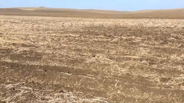 Сев гороха смотреть онлайн