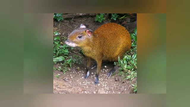 Животный мир. Агути.