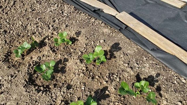 Подсыпал биогумус под клубнику смотреть онлайн