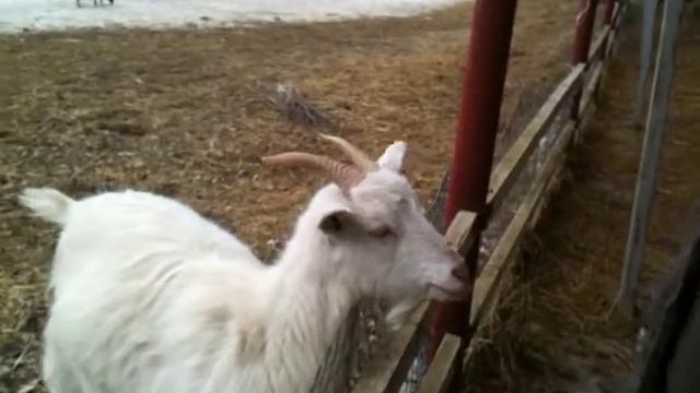 Верблюд бодается с овцой / camel fights with a sheep смотреть онлайн