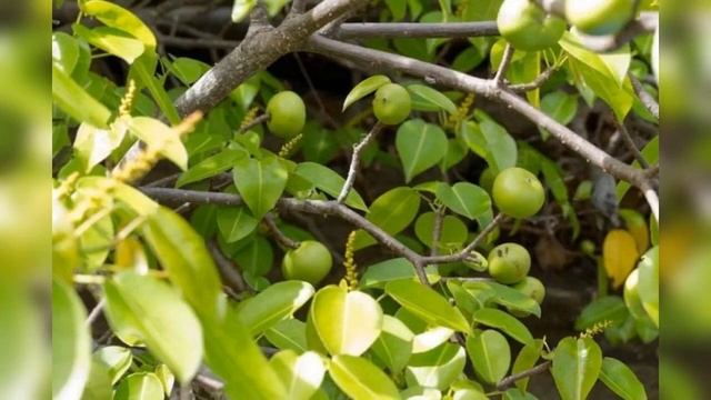 Анчар, существует ли такое дерево и неужели оно настолько ядовито смотреть онлайн