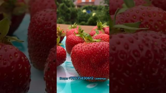 Элиане смотреть онлайн