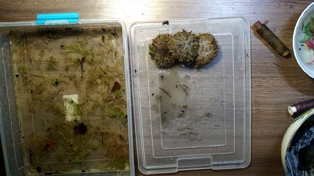 Ваби-Куса. Посадка растений. 4 способа посадки! смотреть онлайн