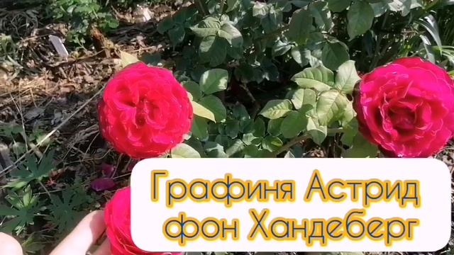 Для роз ли уральский климат?!Неслабая 