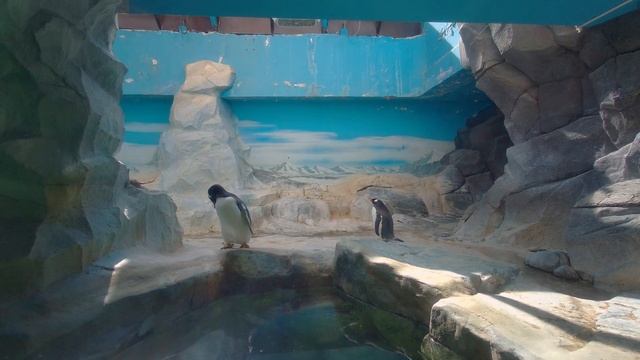 Московский зоопарк - Панды и другие животные смотреть онлайн