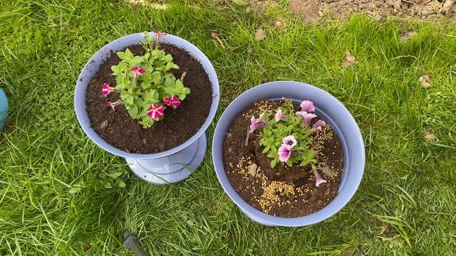 Удобрение Осмокот для петуний. Может ли Осмокот сжигать корни? смотреть онлайн