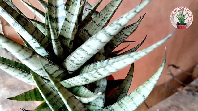 Sansevieria Hybrid Blue Ice (Foscaliana x Frosty spears) Pesona mu mengalihkan dunia ku смотреть онлайн
