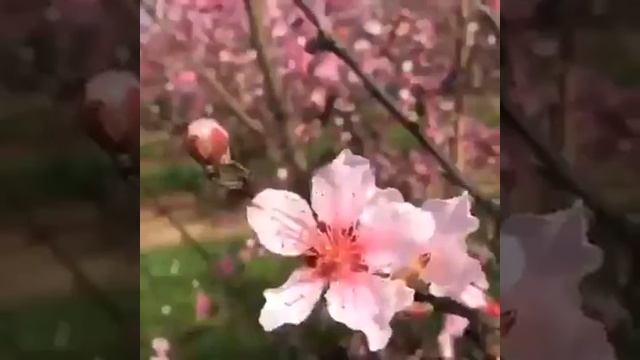Jaemor Farms Peach Orchard смотреть онлайн