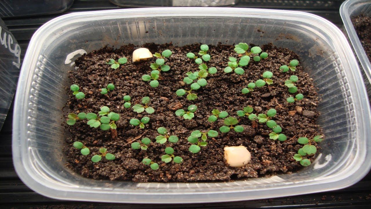 САМЫЙ ЭФФЕКТИВНЫЙ СПОСОБ ПОСЕВА КРУПНОПЛОДНОЙ ЗЕМЛЯНИКИ . смотреть онлайн