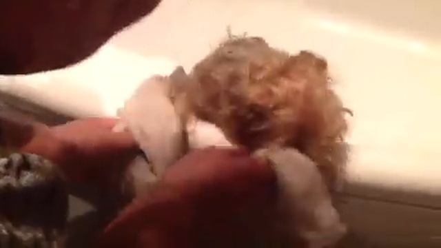 Айва айва! смотреть онлайн