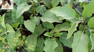 Лучший сорт баклажан Уральский Скороспелый описание и отзыв