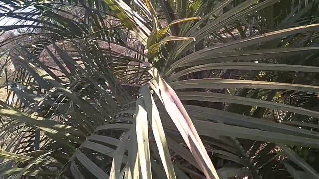 Пальмы после зимовки 2021г.в Крыму. смотреть онлайн