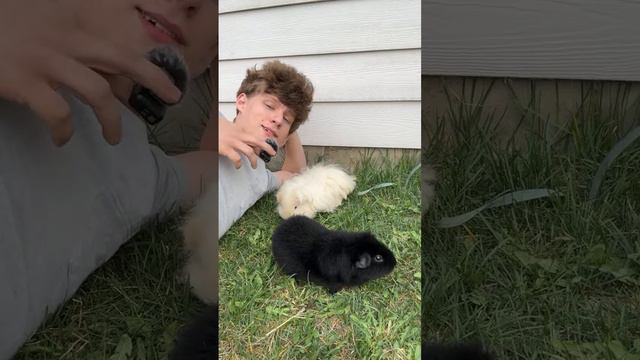 Guinea pigs outside ￼ for the first time ever ￼ смотреть онлайн
