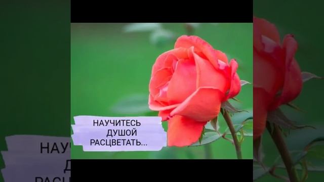 ?РОЗА - КОРОЛЕВА ЦВЕТОВ? СКАЗОЧНАЯ МУЗЫКА СЕРГЕЯ ЧЕКАЛИНА !!! смотреть онлайн