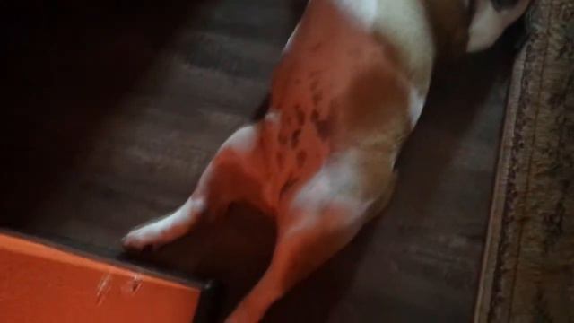 British bulldog sleeping Как спит Английский Бульдог смотреть онлайн