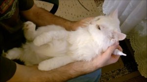 Как закапать глаза коту. drops for cat's eyes