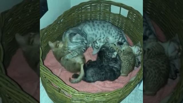 Мойдодыр смотреть онлайн