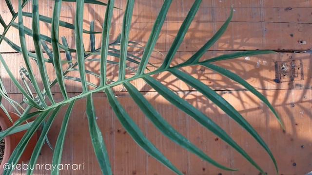 PHILODENDRON TORTUM NARROW FORM #PLANT #PHILODENDRON #TORTUM