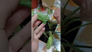 35 сортов Сингониума