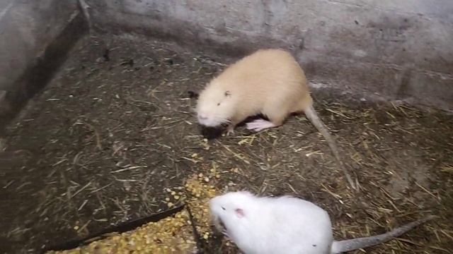 Нутрия...и погодные условия!!! смотреть онлайн