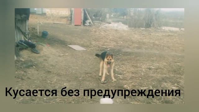 ОСТОРОЖНО ЗЛАЯ СОБАКА! Прикол