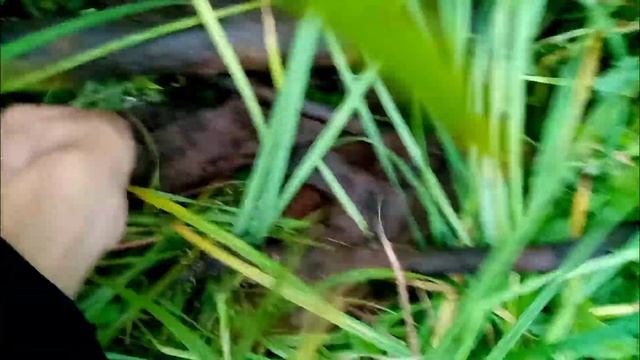 ✅СЕЗОННЫЙ МЕТАЛЛО КОП НА БОЛОТЕ 2022 НАША МЕДНАЯ КОПИЛКА НОВЫЙ ГОСТЬ НА КАНАЛЕ @МАЛЬЦ смотреть онлайн