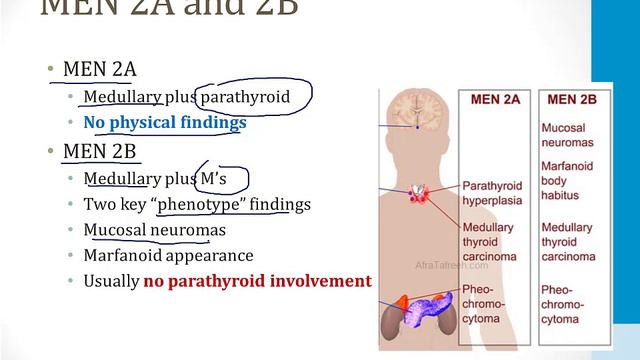 Endocrinology - 5. Other Topics - 3.MEN Syndromes Atf