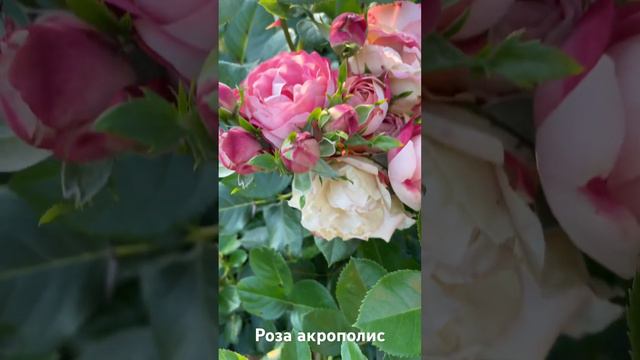 Роза акрополис/rose Acropolis смотреть онлайн