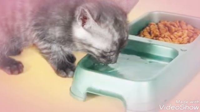 Кашачья жизнь даётся только раз песня на русском😸 смотреть онлайн