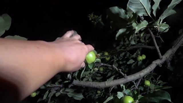 ЗАПЕНИЛОСЬ И ЗАМУТНЕЛО! Вылил в бассейн БИОПАГ, что теперь будет? / Наш дом на Юге смотреть онлайн