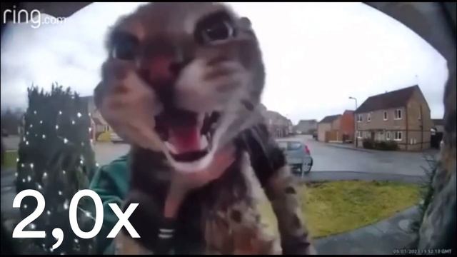 Кот мяукает в камеру на разных скоростях | 1х,2x,3x,4x,5x,10x смотреть онлайн
