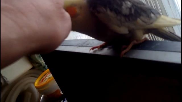 птенцы кореллы 45-50 дней смотреть онлайн